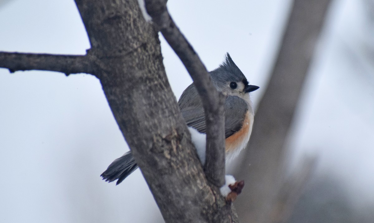 Tufted Titmouse - ML417615261