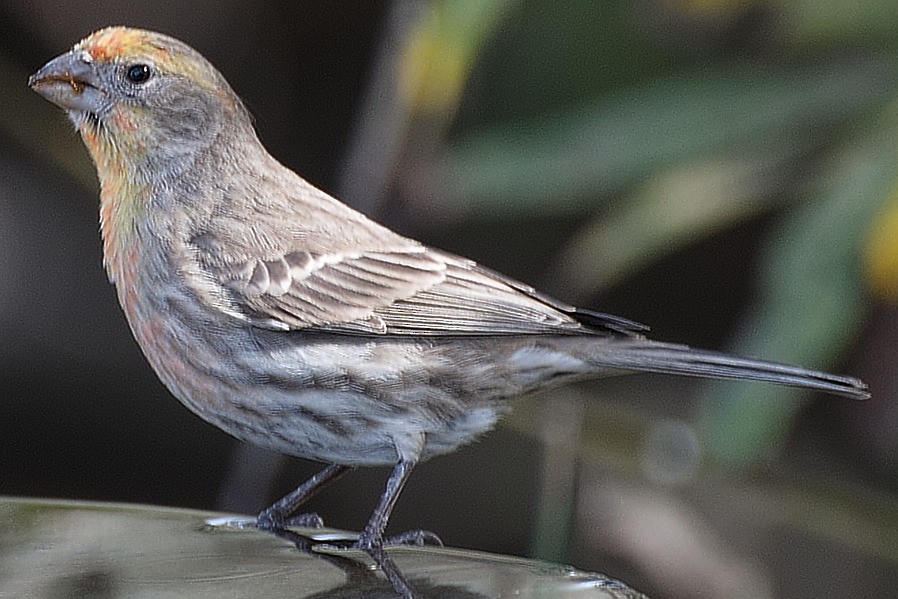 House Finch - ML41761541