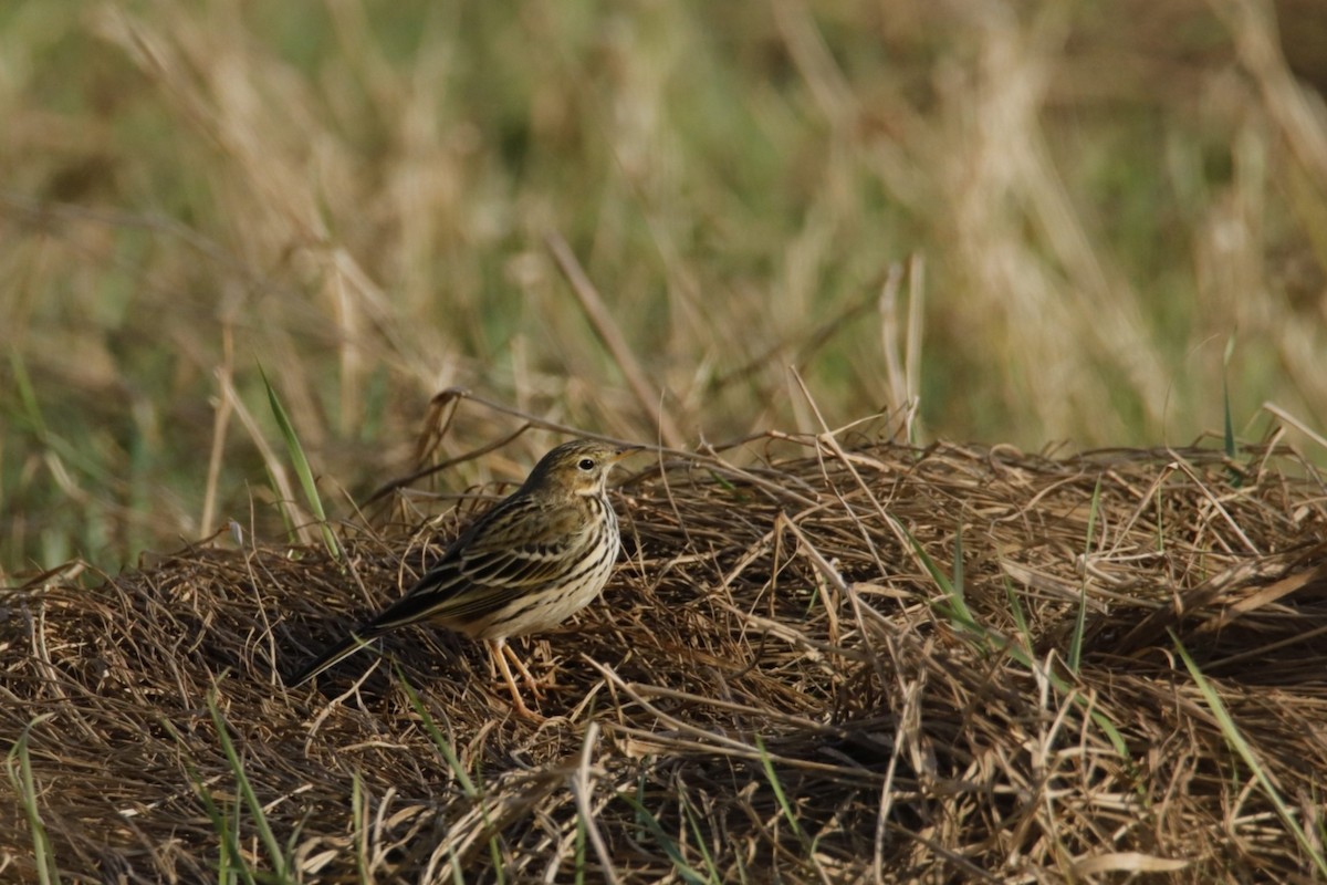 Meadow Pipit - Martin Collard