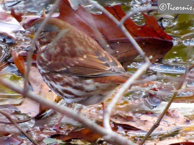 Fox Sparrow (Red) - ML41761711