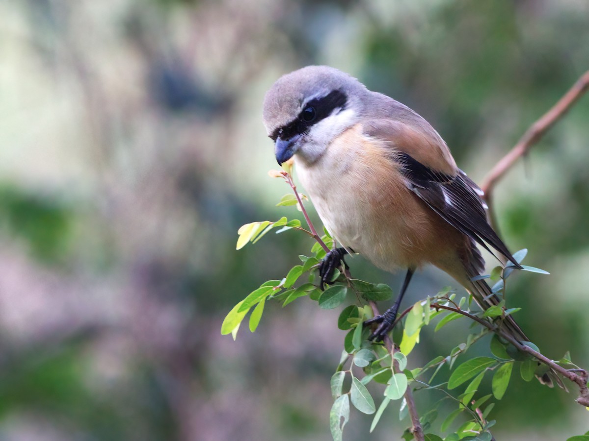 Long-tailed Shrike - ML417617371