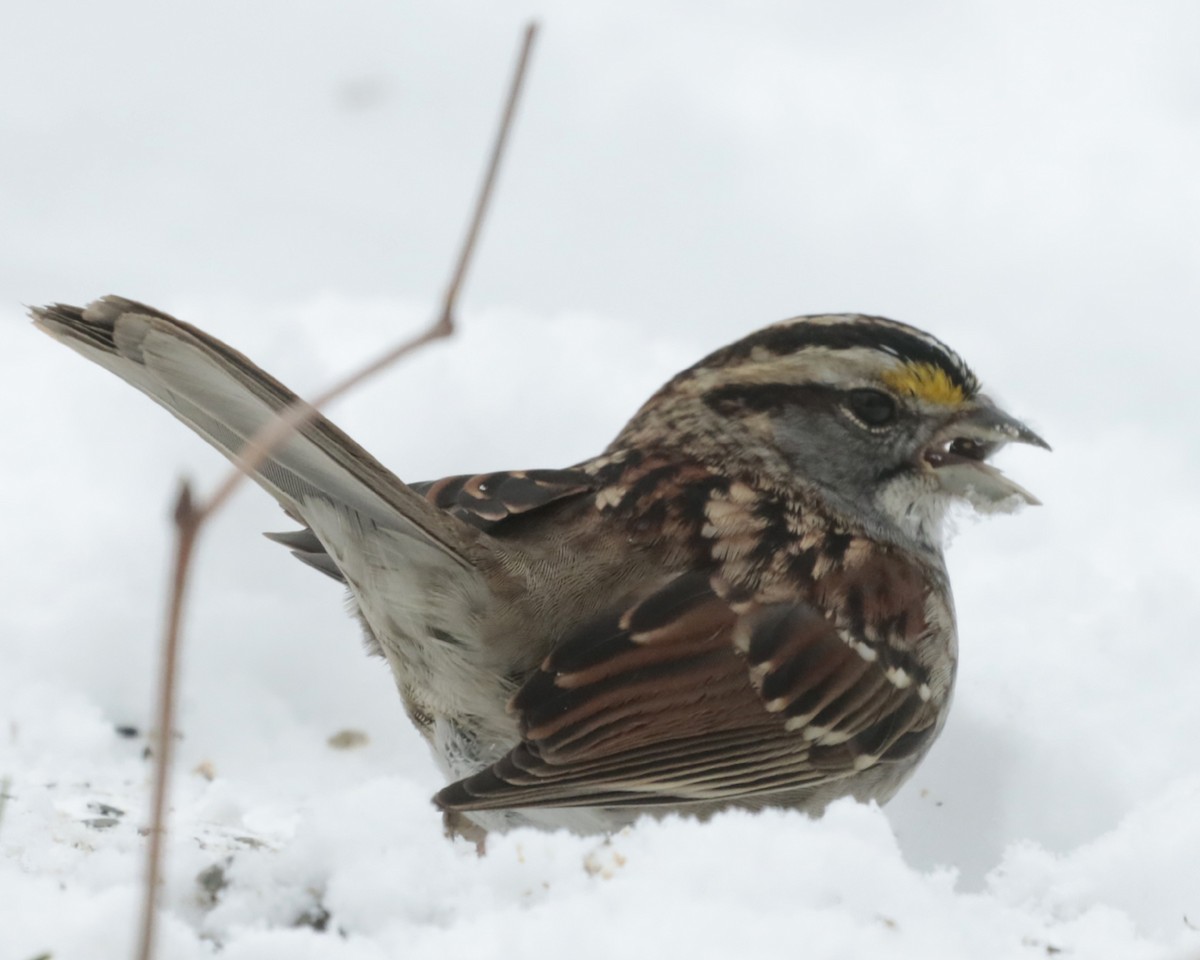 White-throated Sparrow - ML417617981