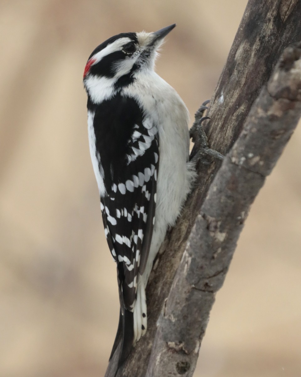 Downy Woodpecker - ML417618091