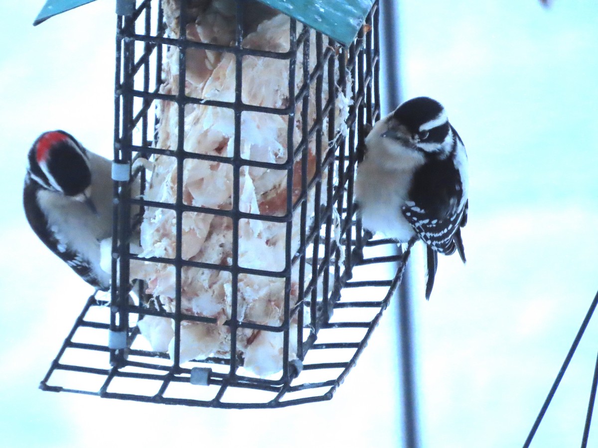 Downy Woodpecker - Lynn Barber