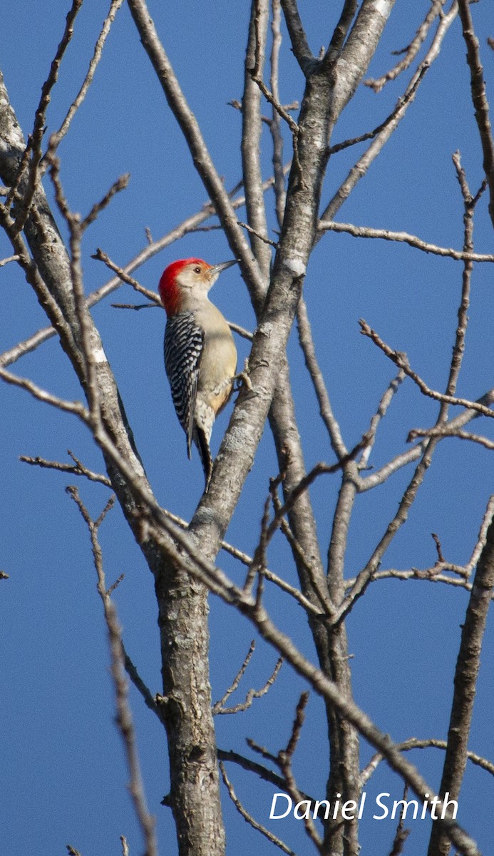 Red-bellied Woodpecker - ML417620611