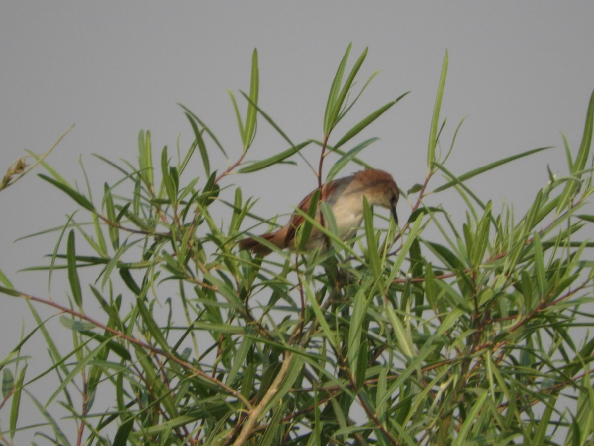 Yellow-chinned Spinetail - Silvia Enggist