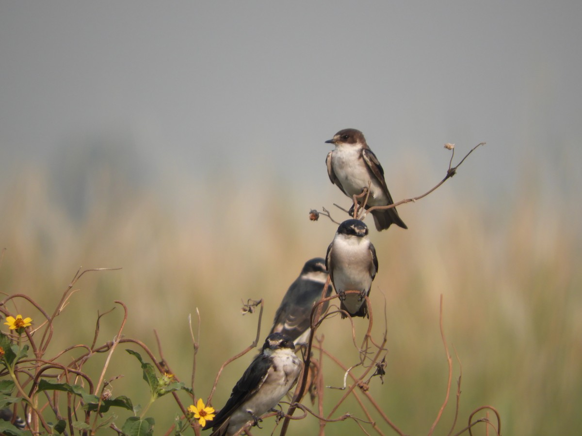 White-rumped Swallow - ML417621841