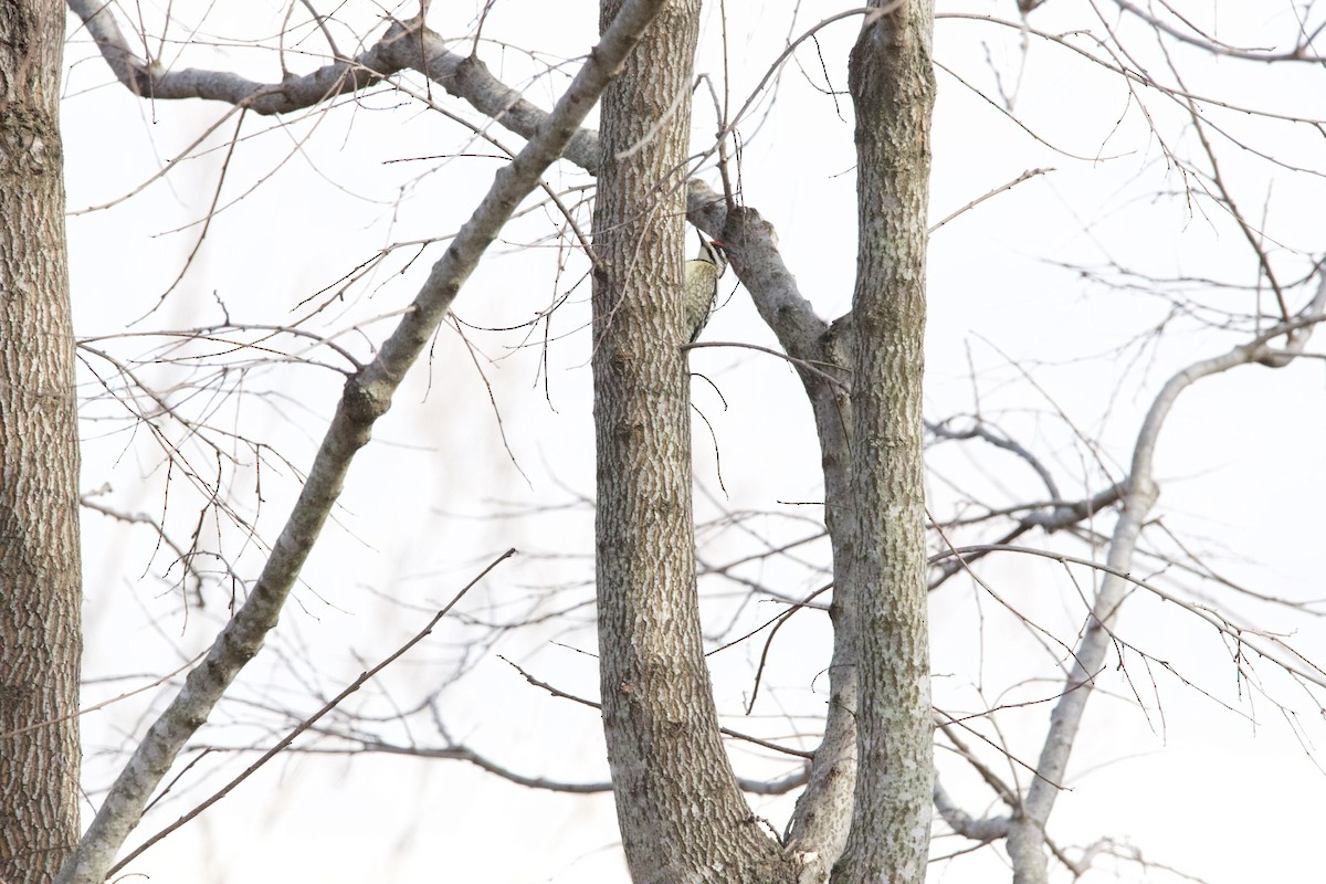 Yellow-bellied Sapsucker - ML417622061