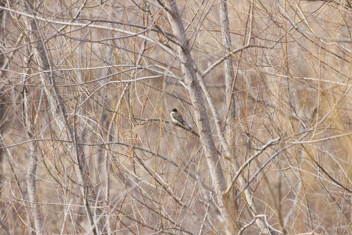 Eastern Phoebe - ML417622111