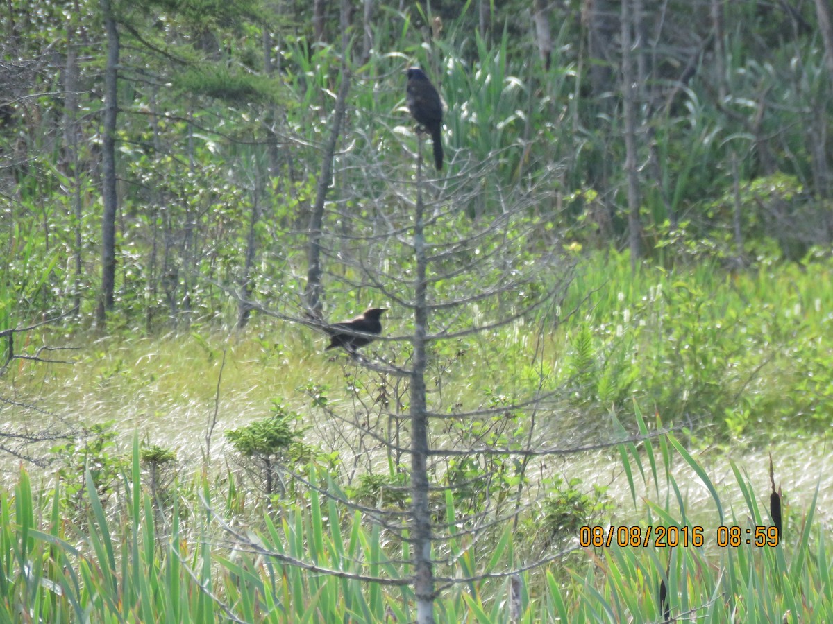 Common Grackle - Janice Flynn