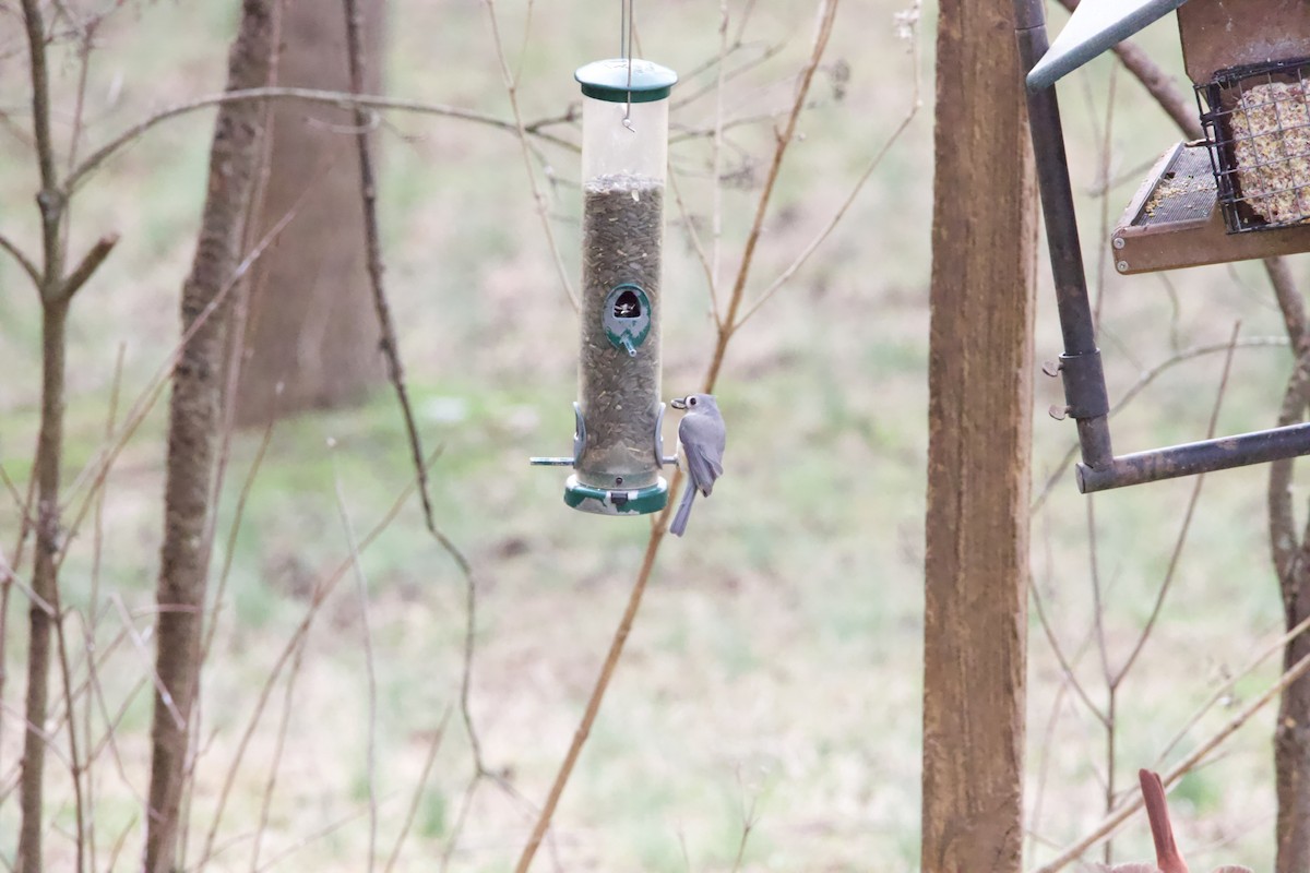 Tufted Titmouse - ML417623091