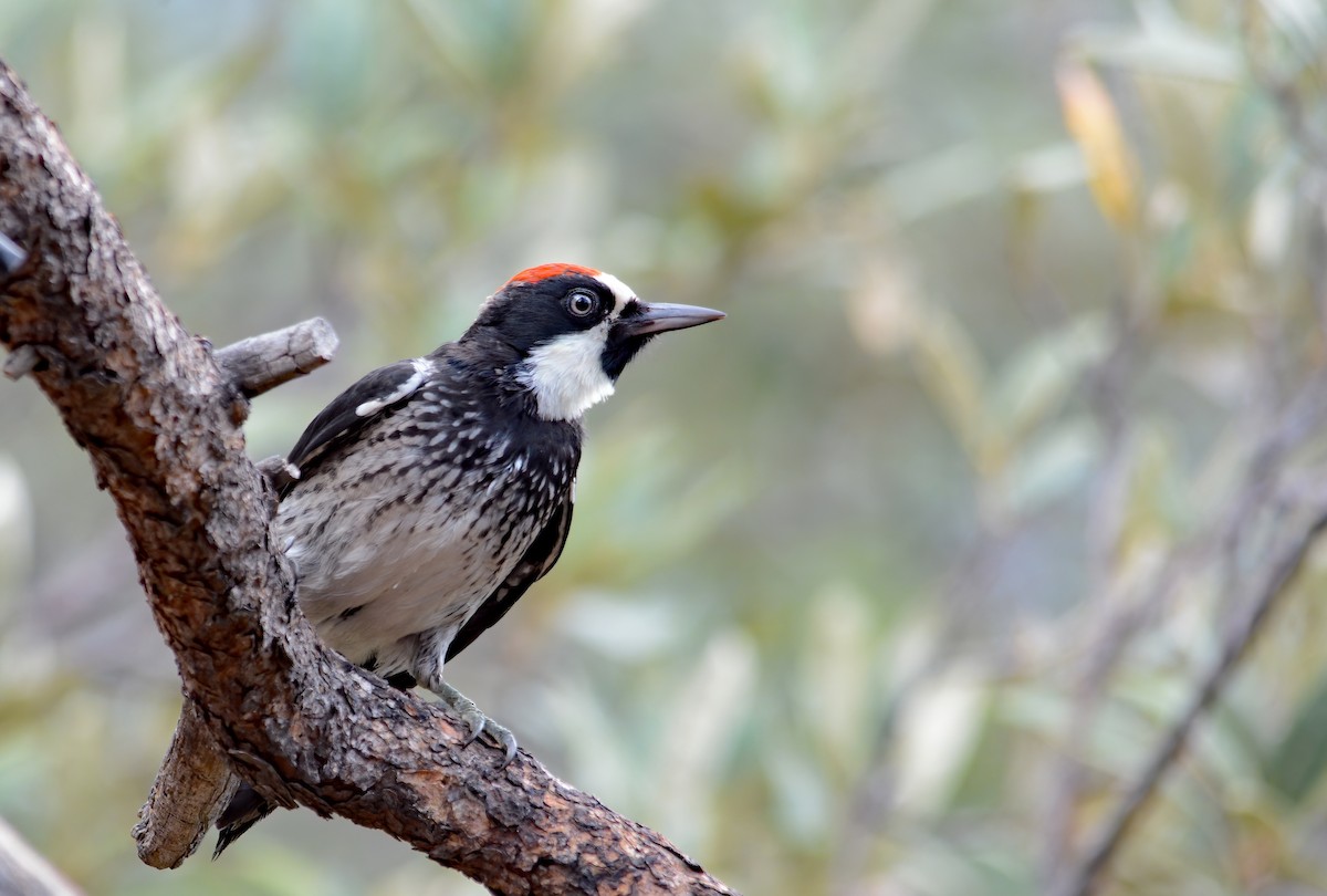 Acorn Woodpecker - ML417623511