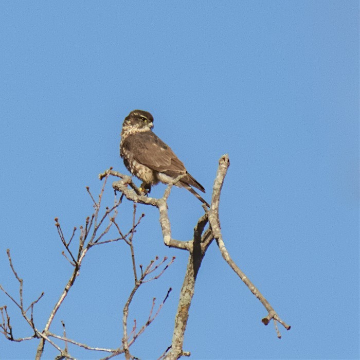 Merlin - ML417623761