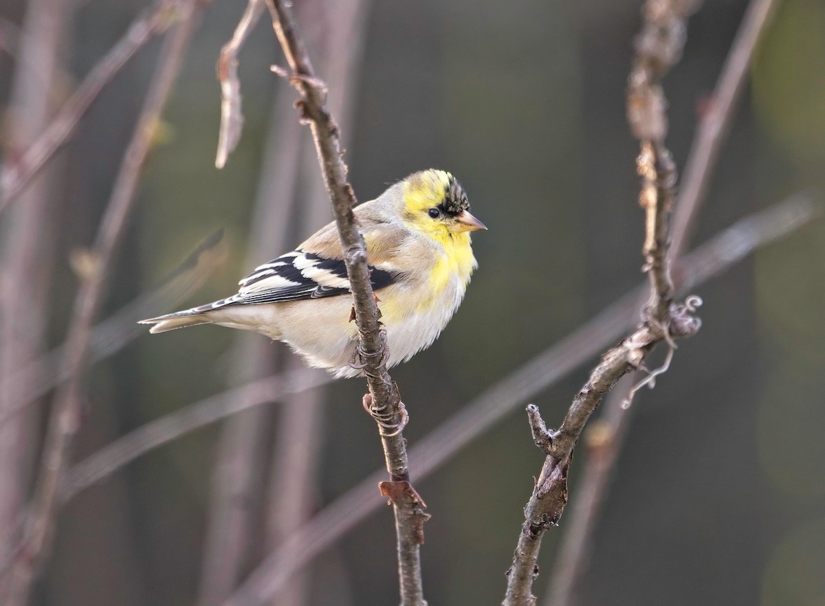American Goldfinch - Mike Heacox