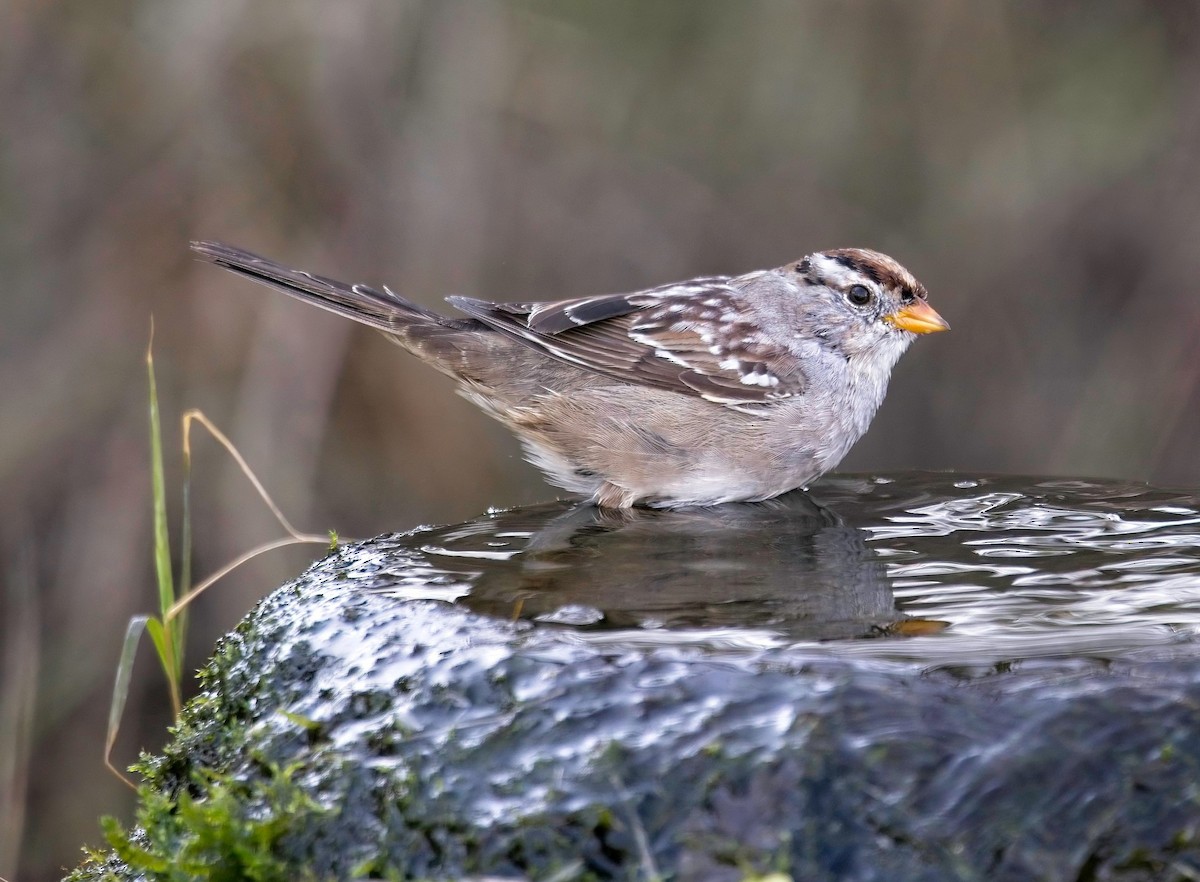White-crowned Sparrow - Mike Heacox
