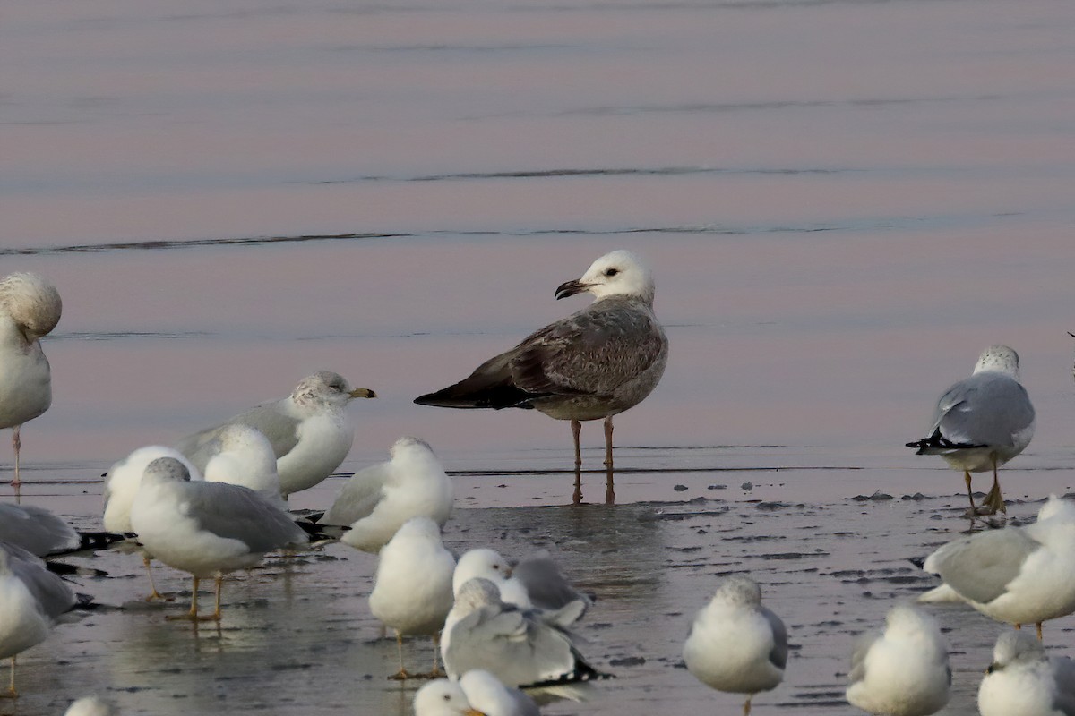 Lesser Black-backed Gull - Doug Hommert