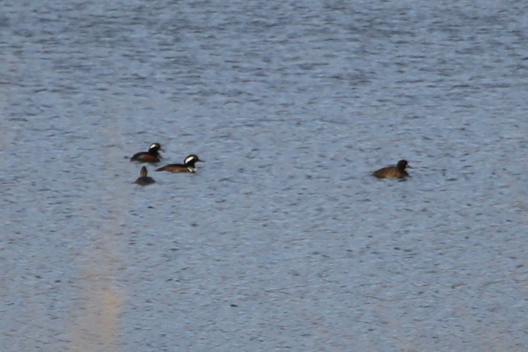 Lesser Scaup - ML417625641