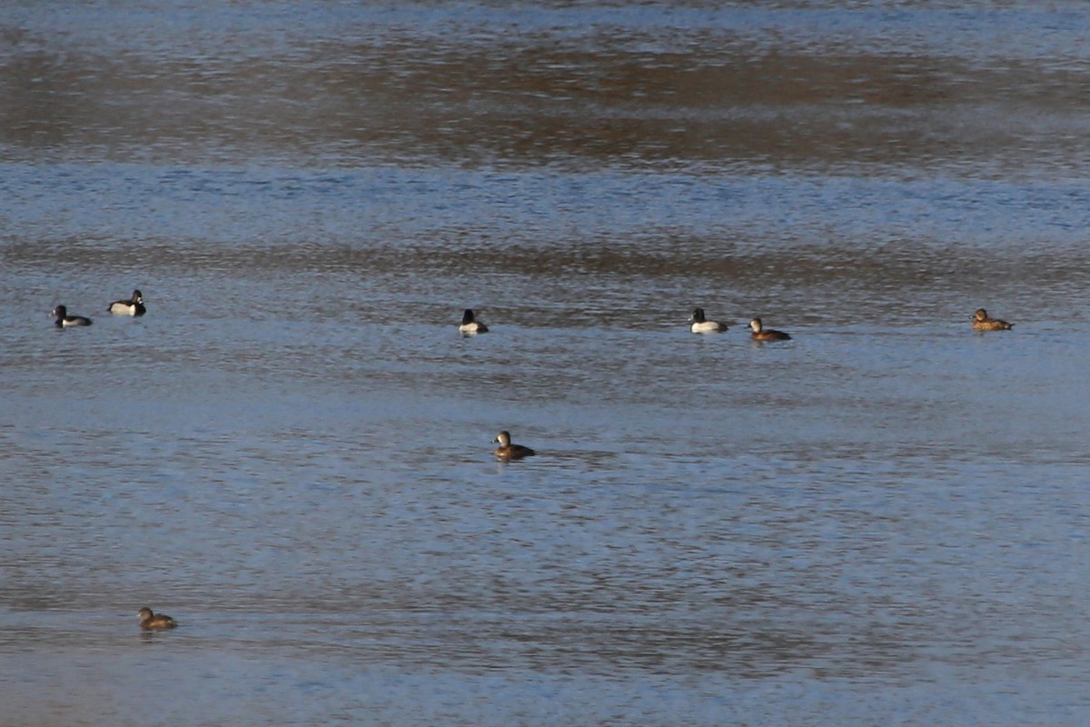 Pied-billed Grebe - ML417626941