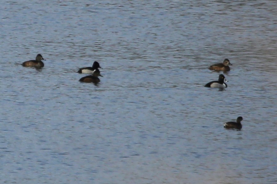 Ring-necked Duck - ML417627261