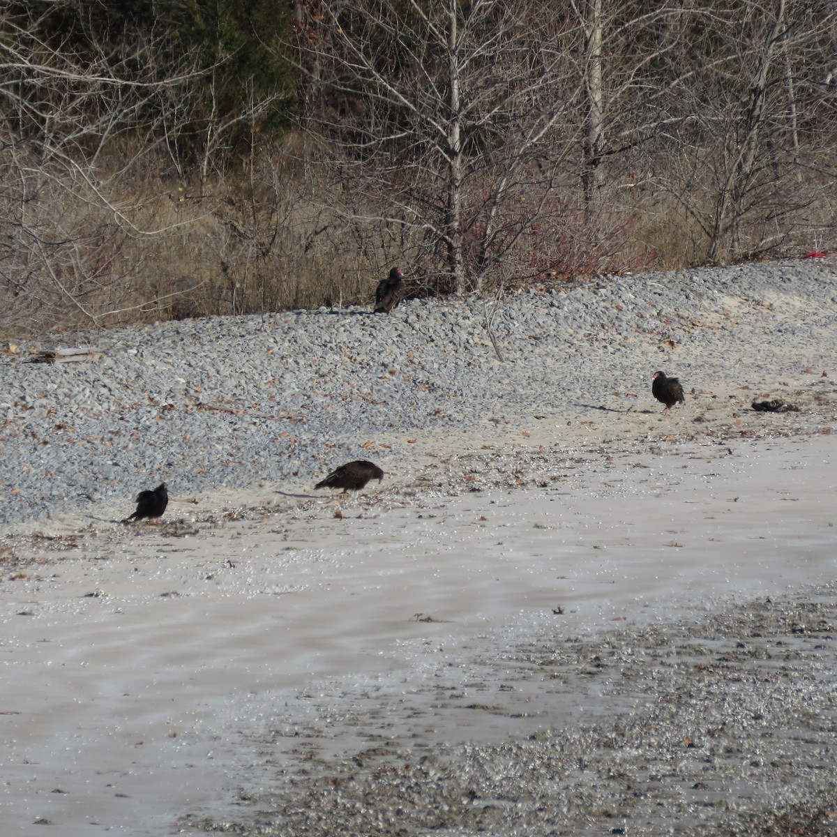 Turkey Vulture - Tyler L. Hoar