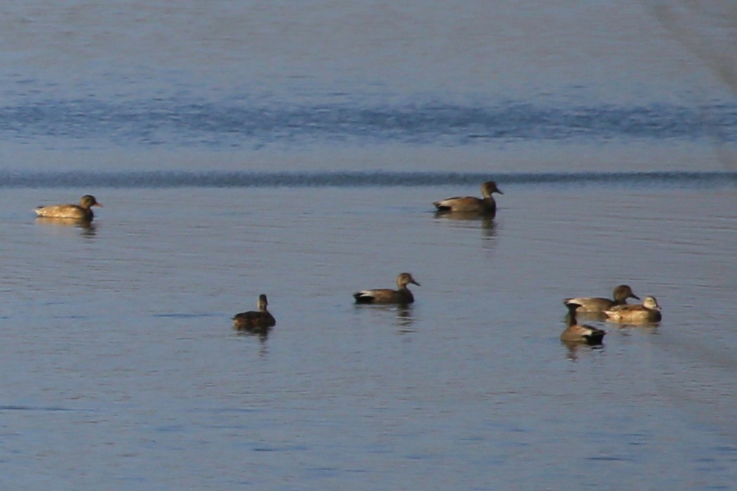 Gadwall - ML417628651