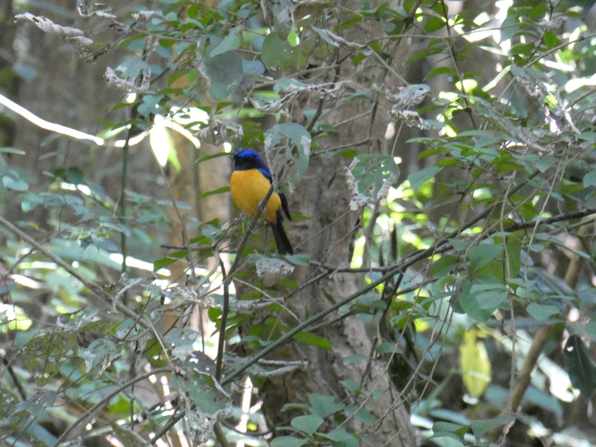 Rufous-bellied Niltava - Sarabjeet Kaur