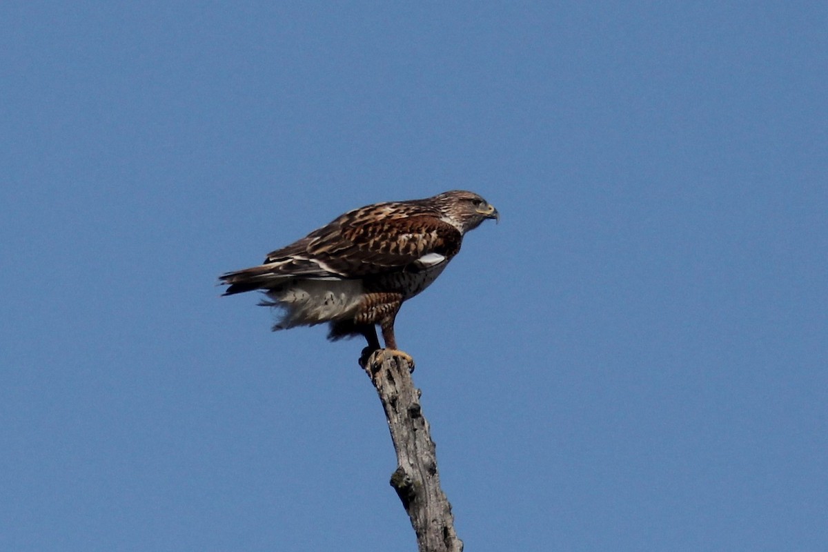 Ferruginous Hawk - ML417629831