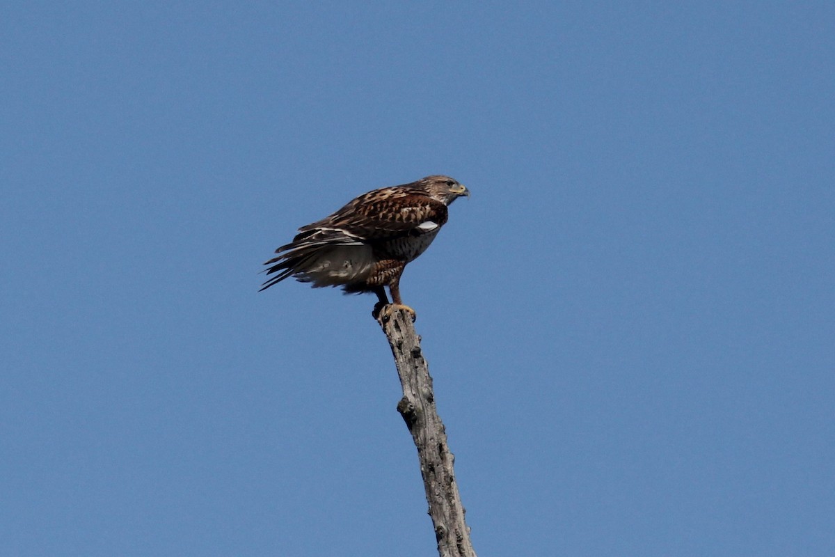 Ferruginous Hawk - ML417629841