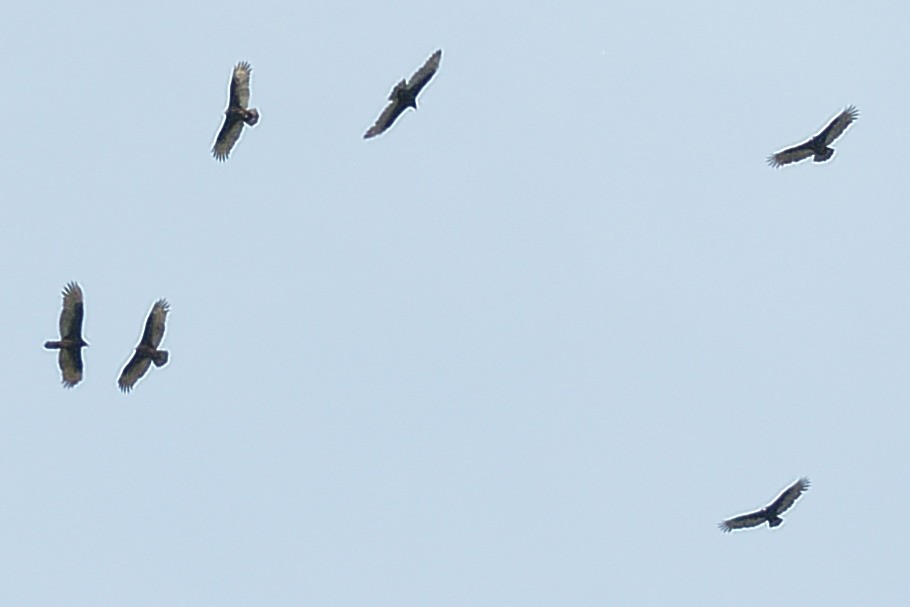 Turkey Vulture - Michael Rieser