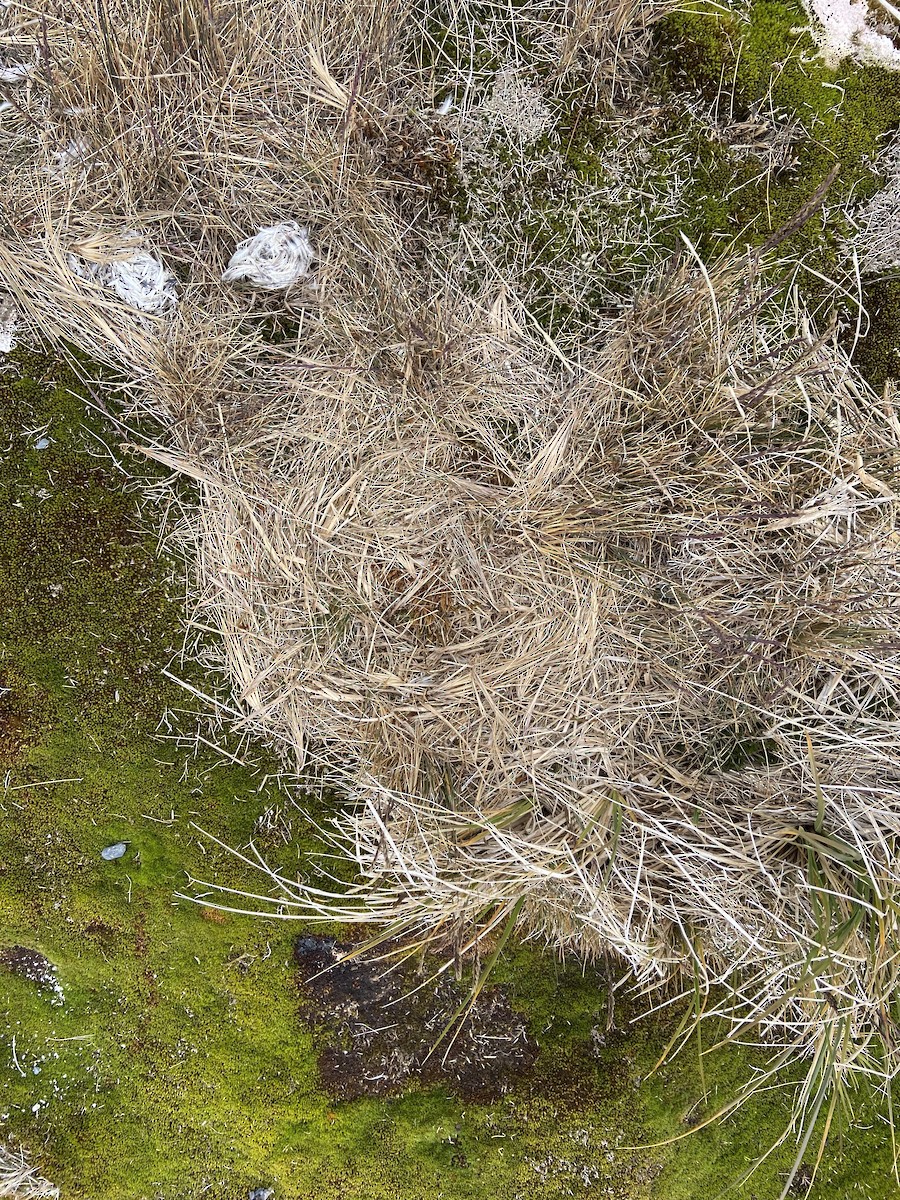 chaluha subantarktická (ssp. lonnbergi) - ML417634781