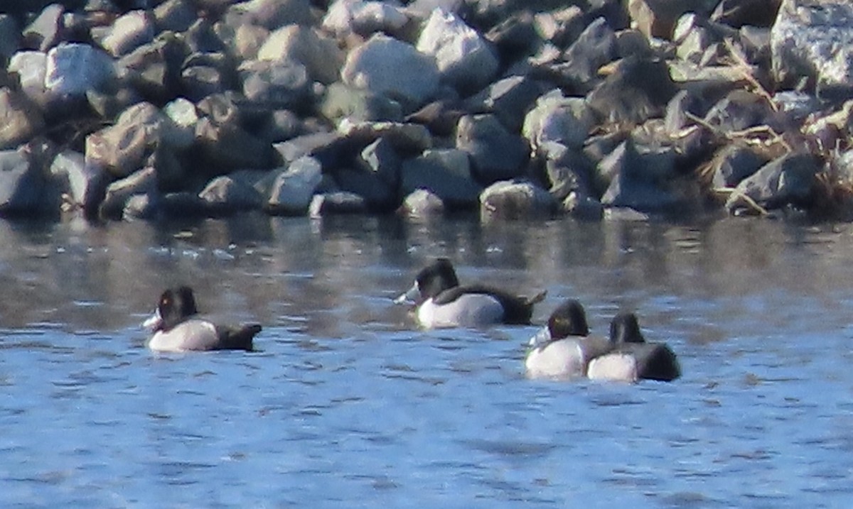 Ring-necked Duck - Beth Daugherty