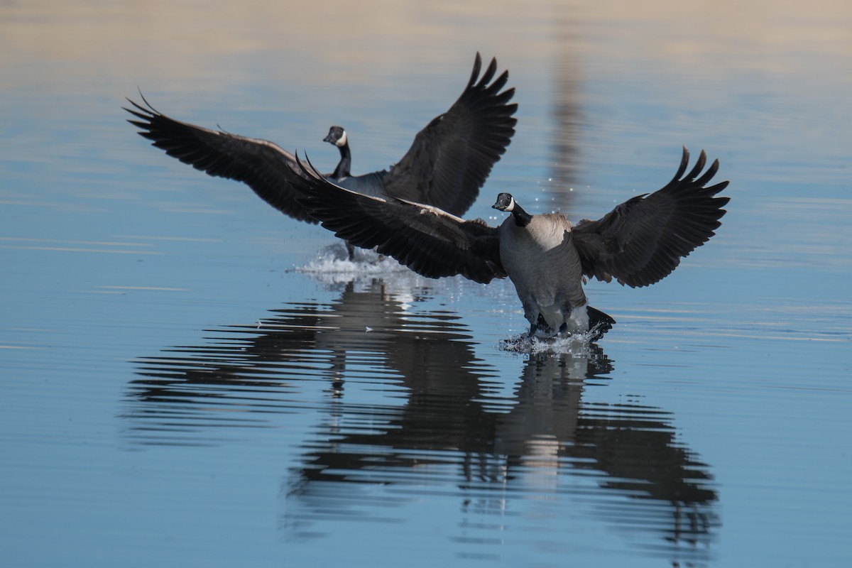 Canada Goose - Jeff Bleam