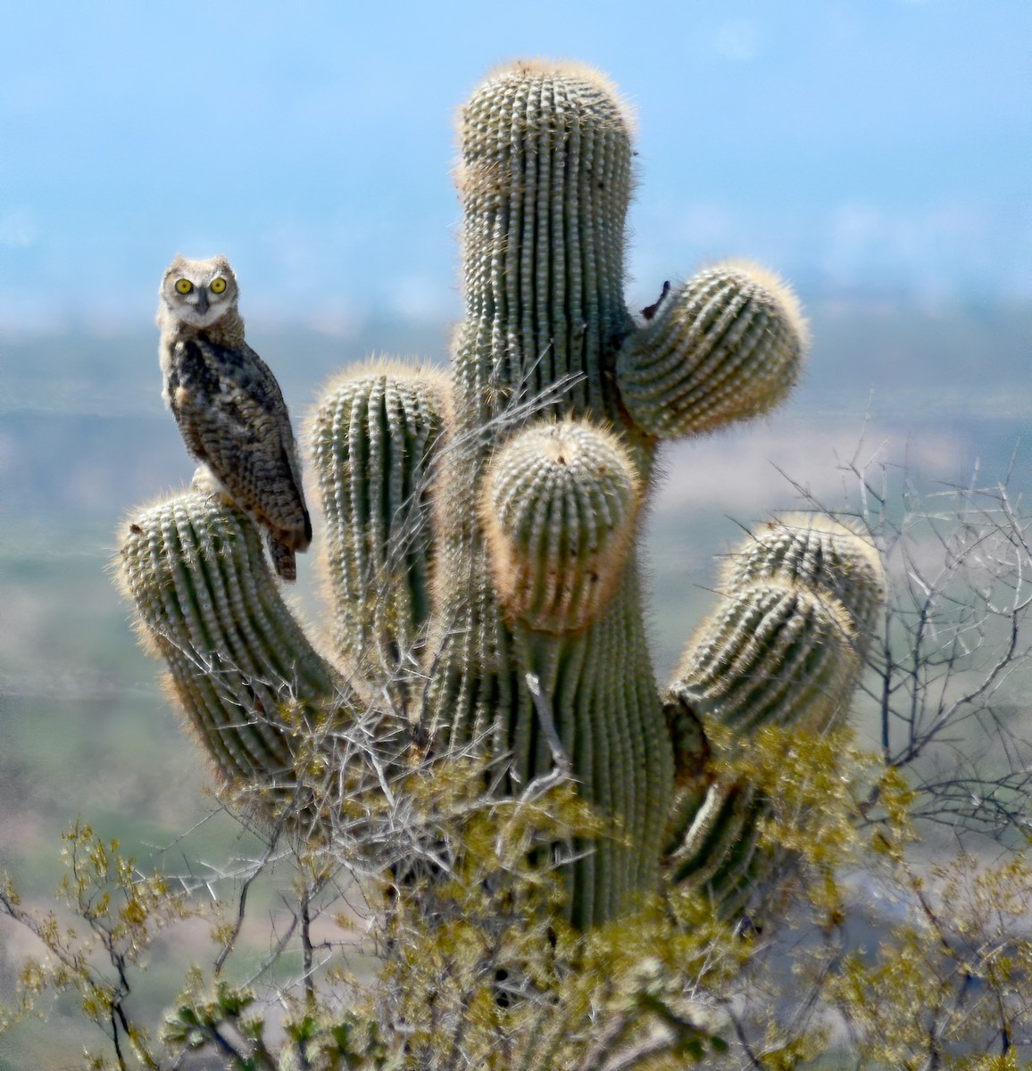 Great Horned Owl - ML417637341