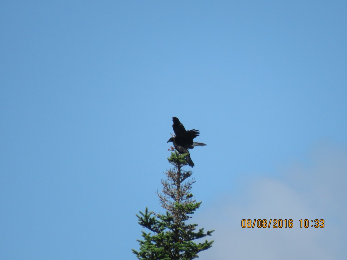 American Crow - ML41763831