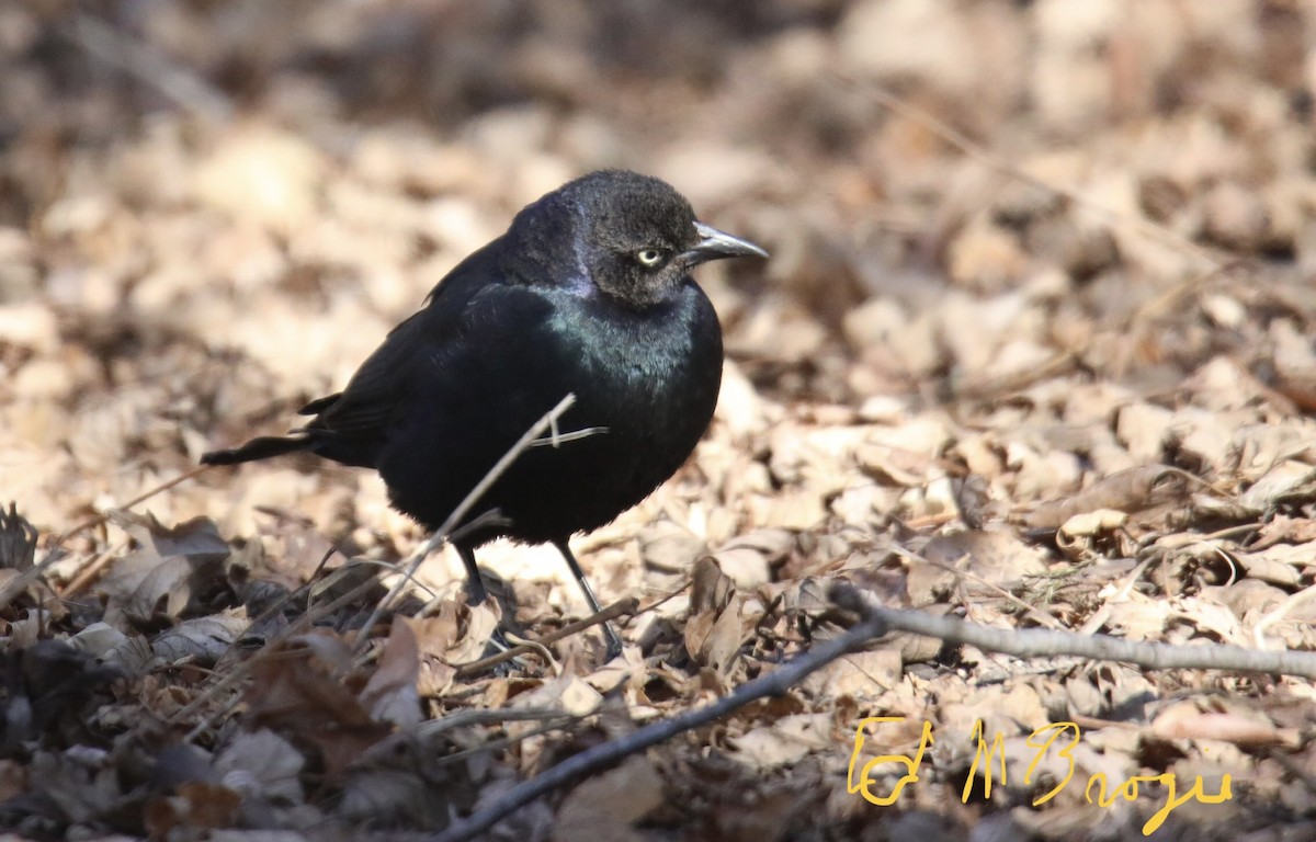 Brewer's Blackbird - ML417638991