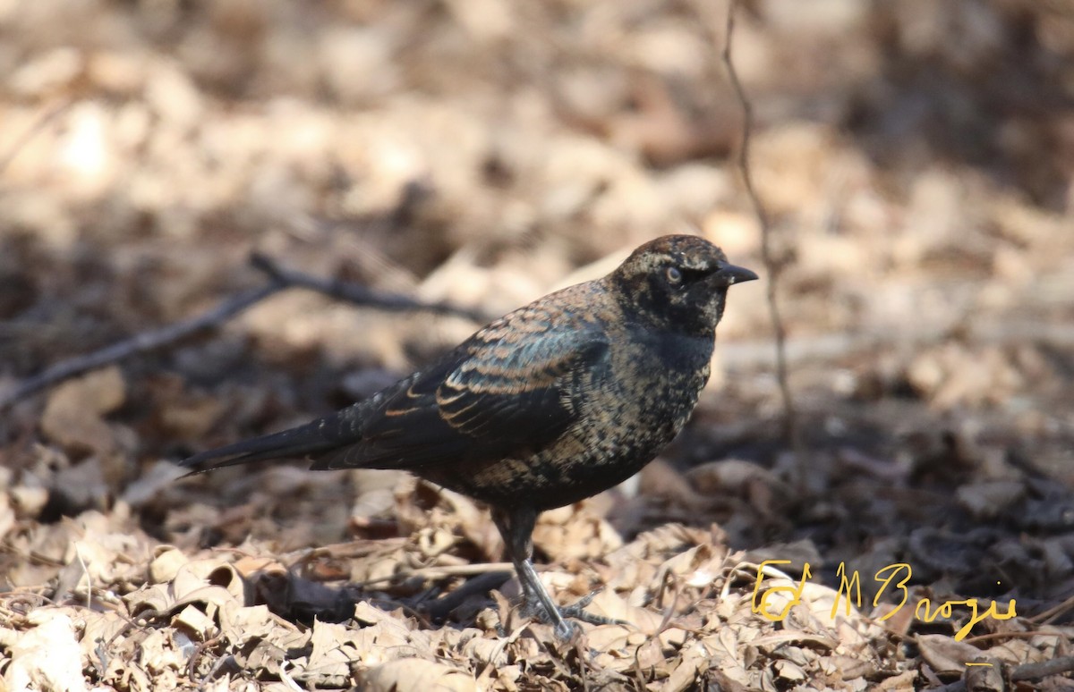 Rusty Blackbird - ML417639911