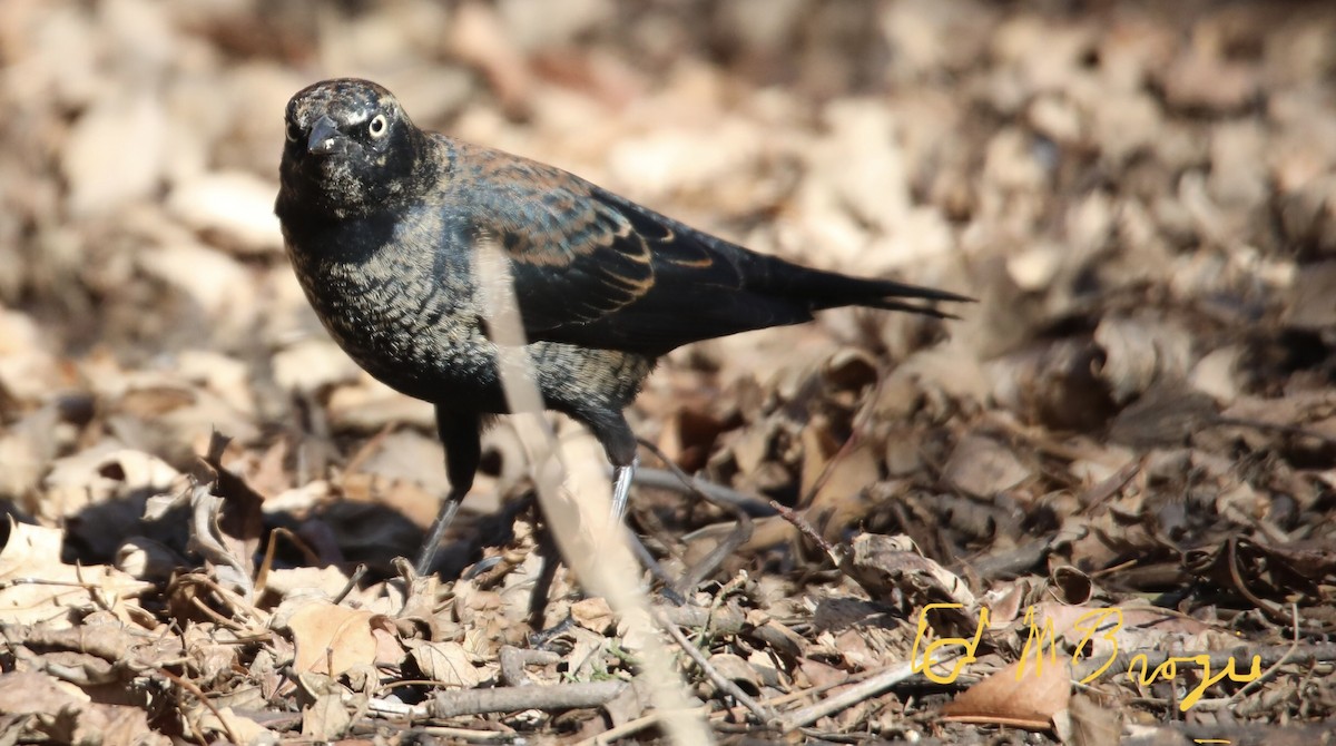 Rusty Blackbird - ML417639921