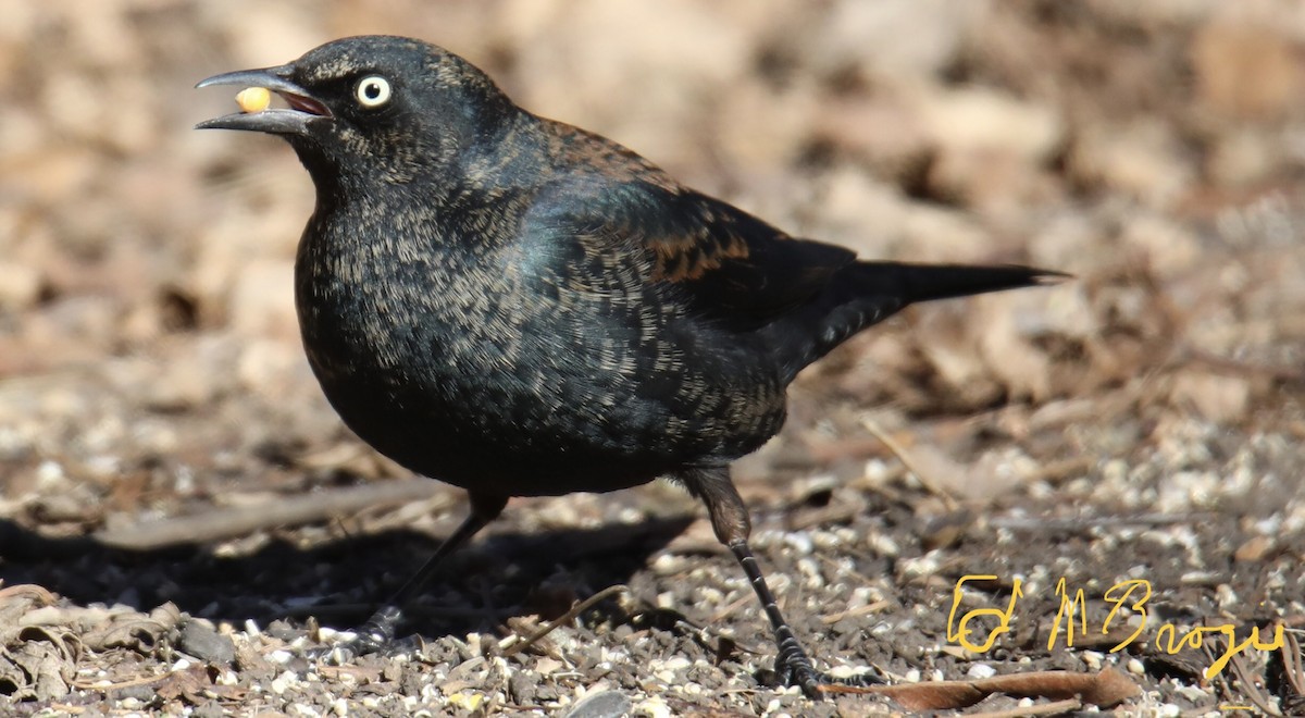 Rusty Blackbird - ML417639931