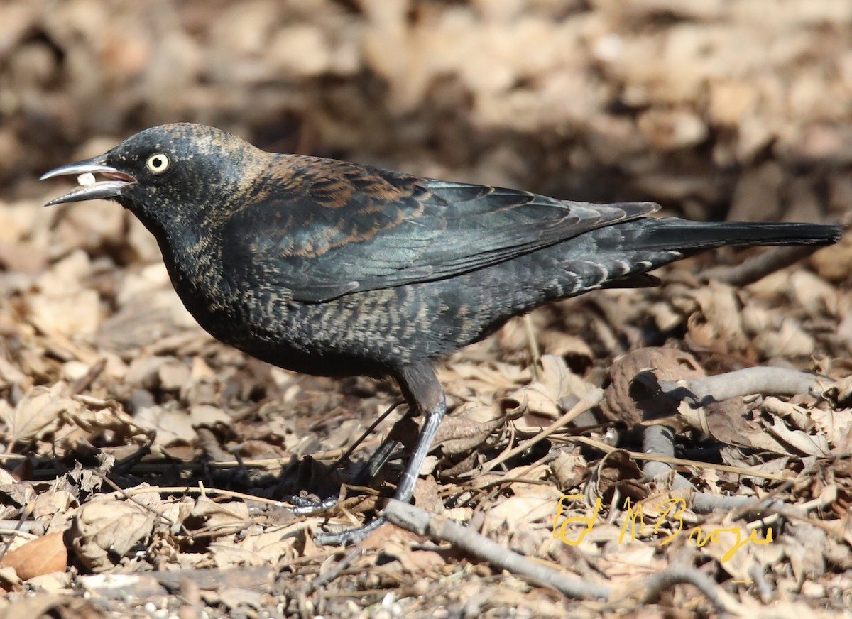 Rusty Blackbird - ML417639941