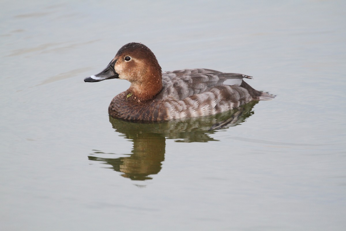 Common Pochard - ML417642191