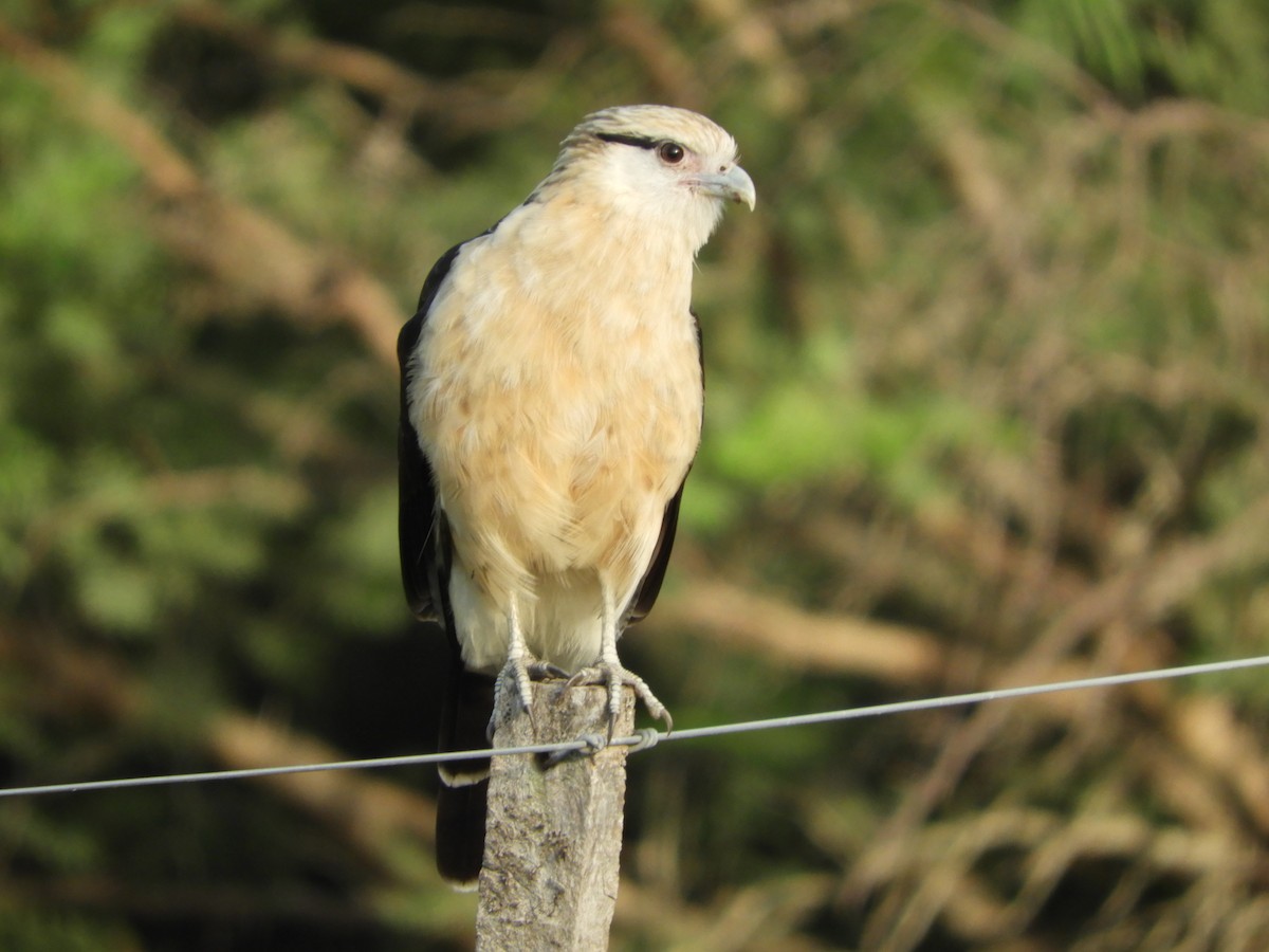 Yellow-headed Caracara - ML417642441