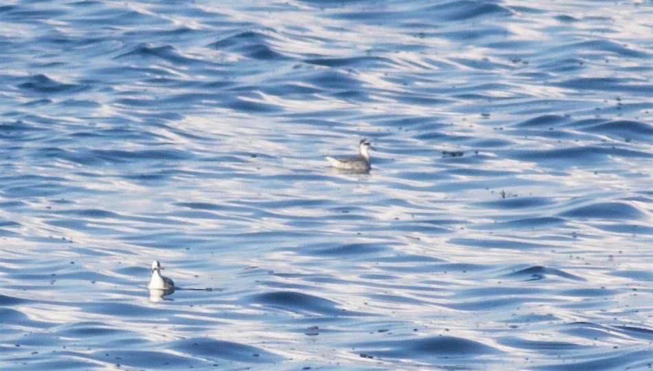 Phalarope à bec large - ML41764261