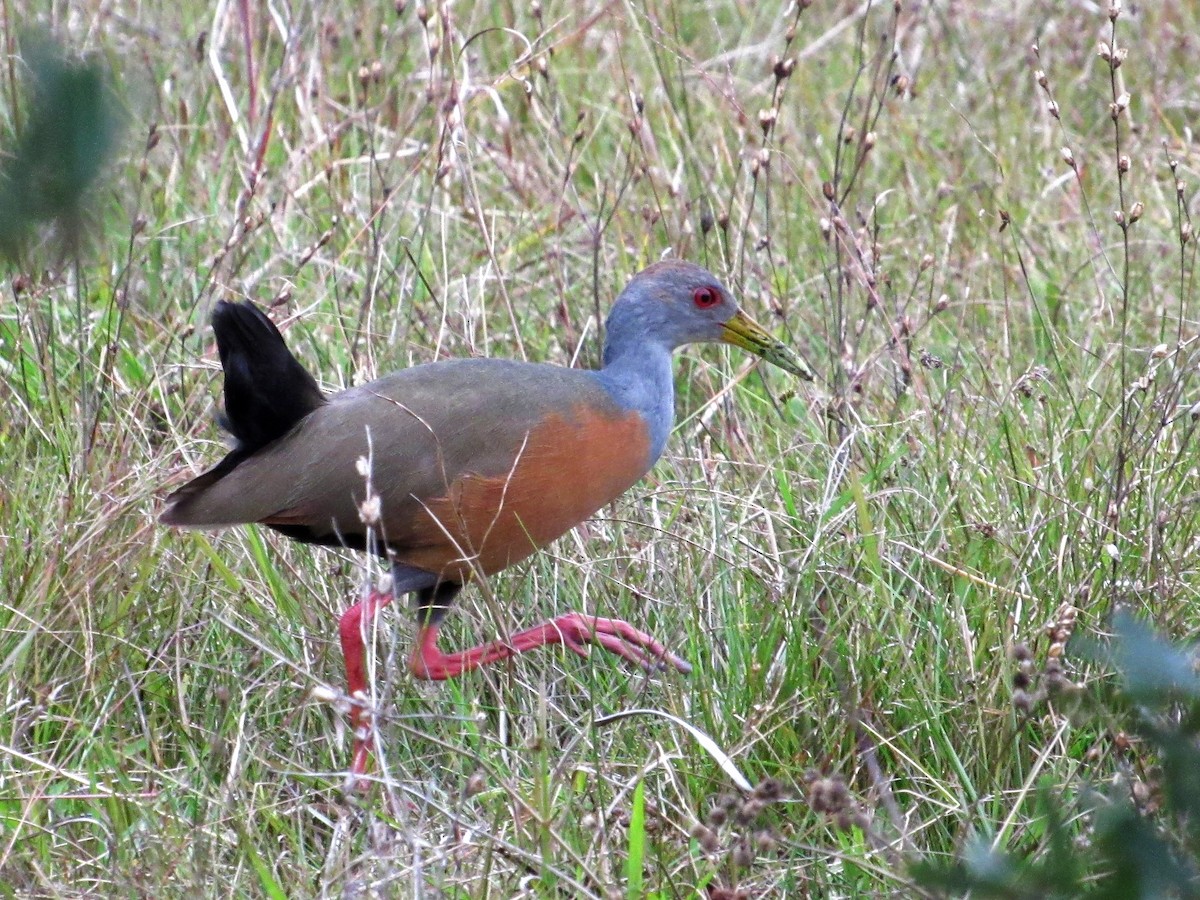 Gray-cowled Wood-Rail - ML417643281