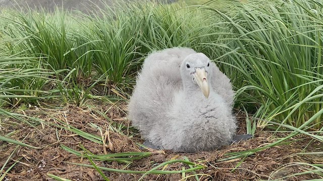 Northern Giant-Petrel - ML417645081