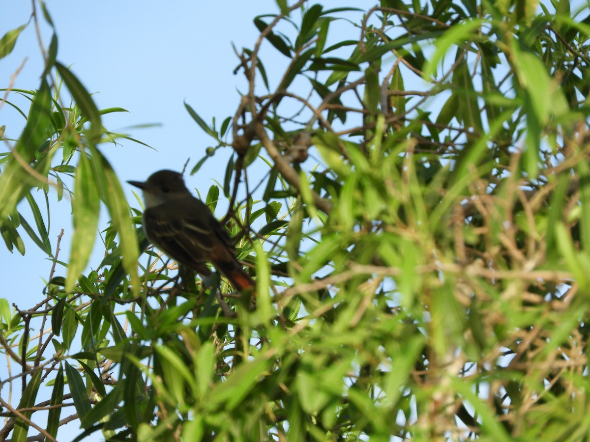 Brown-crested Flycatcher - ML417645861