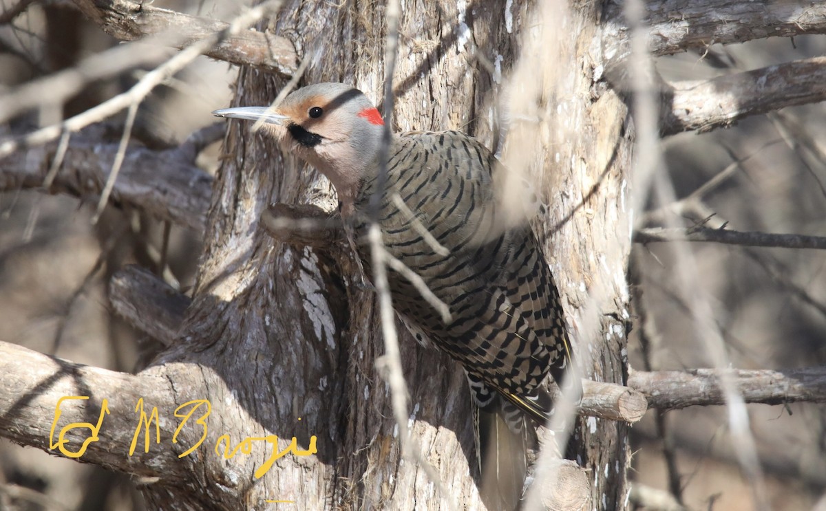 Northern Flicker - ML417645991