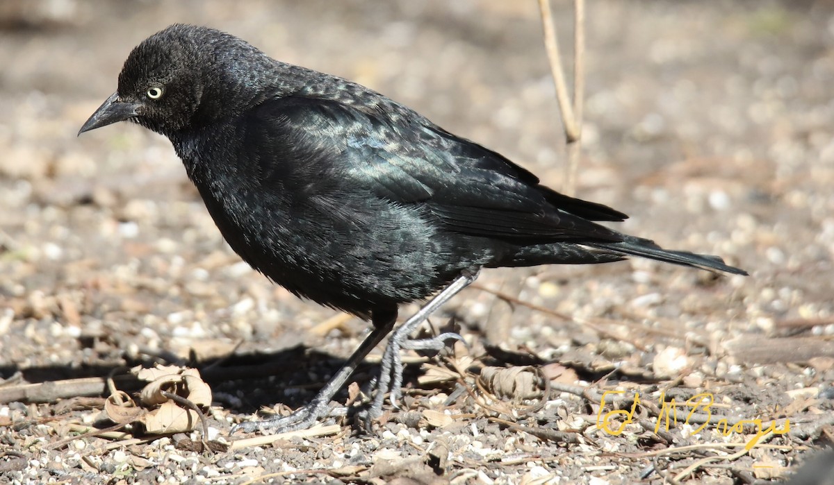 Brewer's Blackbird - ML417646051