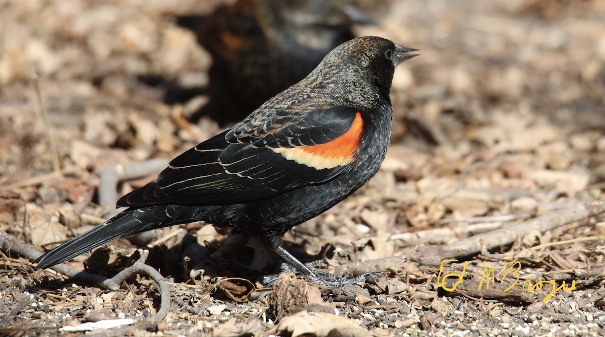 Red-winged Blackbird - ML417646161