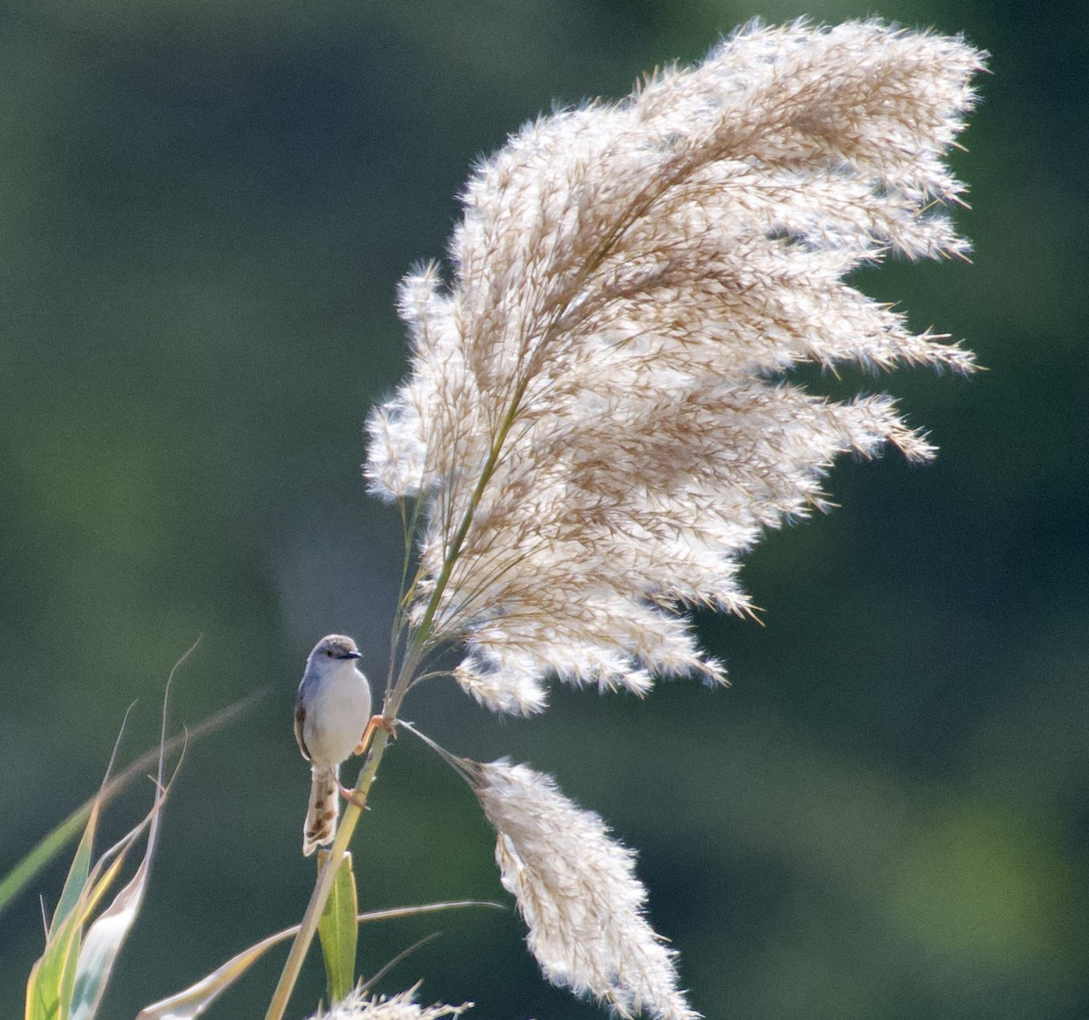 Graceful/Delicate Prinia - ML417647501