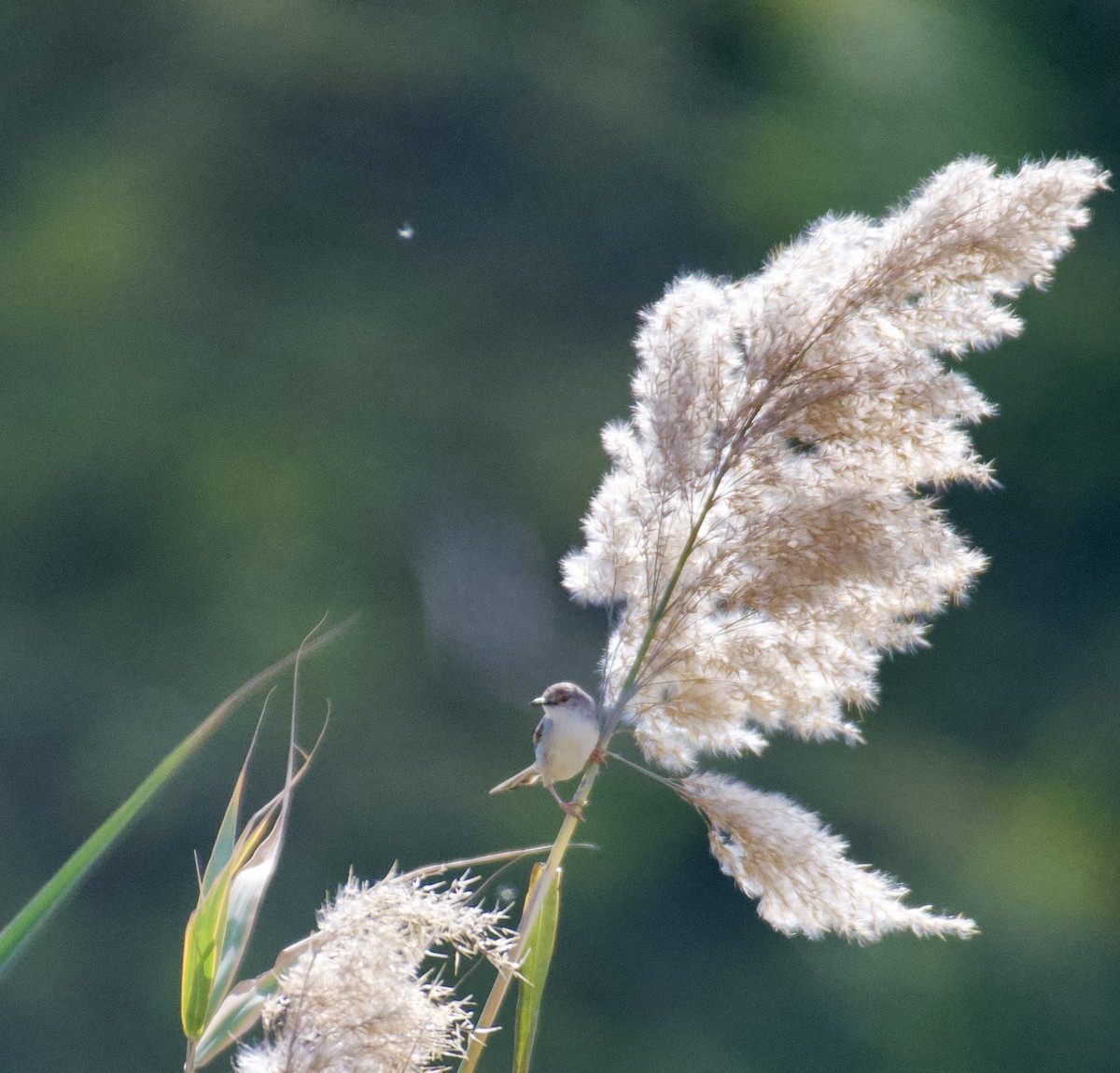 Graceful/Delicate Prinia - ML417647521